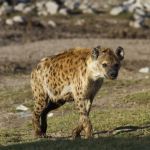 hyena-4_thumbnail