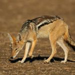 black_backed_jackal_400_