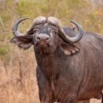 buffalo-kruger-limpopo
