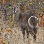 waterbuck20in20kruger