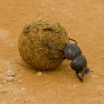 dung-beetle1