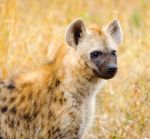 hyena_pup1