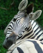 zebra-picture