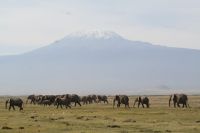 img_2781-first-game-drive-to-porini-amboseli-elephants-in-front-of-mt-kili