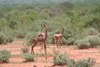 img_2817-first-game-drive-to-porini-amboseli-in-the-conservancy-now