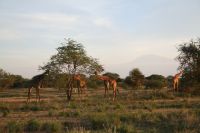 img_2872-afternoon-drive-on-porini-amboseli-conservancy-after-masai-walk