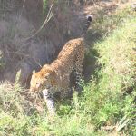 game-drive-to-porini-lion-camp