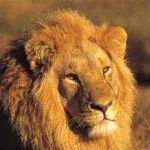 shamwari-lion