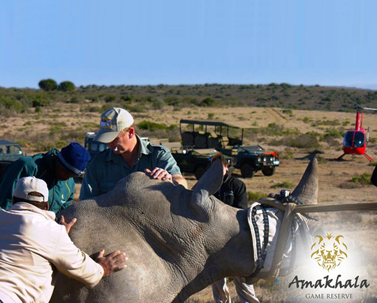 Safari School at Amakhala Game Reserve