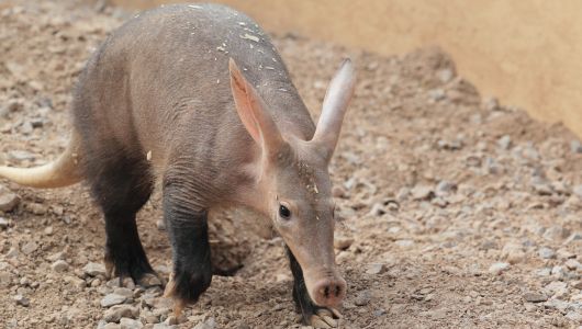 aardvark