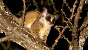 Bushbaby