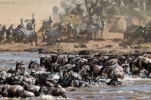 Great Migration 1