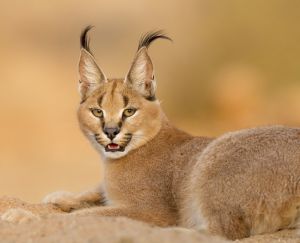 caracal