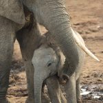 Baby African Elephant