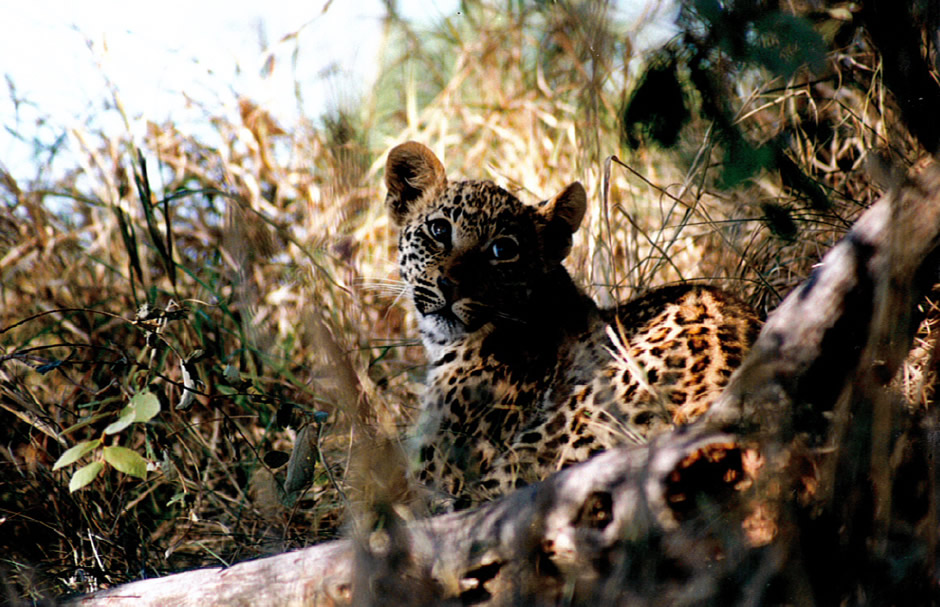 Leopard cub in the sabi sands