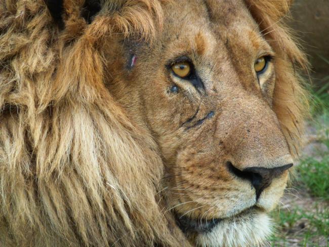 Close Up of Lion