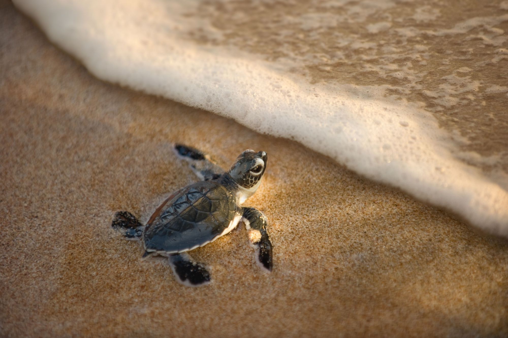 http://www.dreamstime.com/stock-photos-newly-hatched-baby-turtle-toward-ocean-image22466773