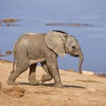 https://www.dreamstime.com/stock-photos-baby-elephant-image9183873