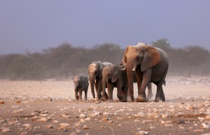 Elephant herd