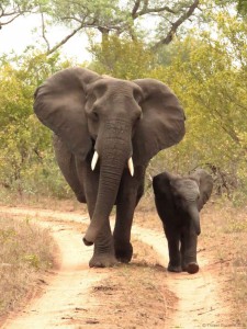 Mother&Child-Ele-TravelButlers-CopyrightFINAL