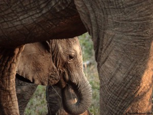 Mother&Child-Ele2-TravelButlers-CopyrightFINAL