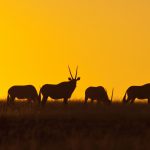 Namibia - Gemsbok at sunset