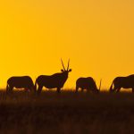 Namibia - Gemsbok at sunset