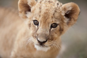 https://www.dreamstime.com/royalty-free-stock-image-portrait-cute-little-lion-cub-looking-you-photo-collection-month-old-male-very-creature-image32620936