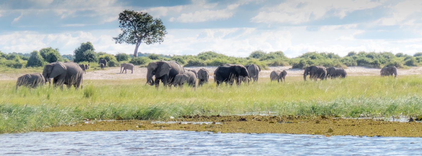 Botswana In The Green Season