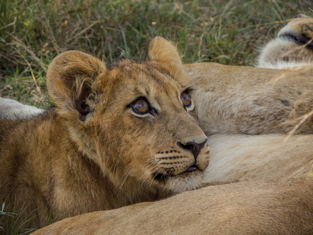 Lion Cub In Okavango Dleta