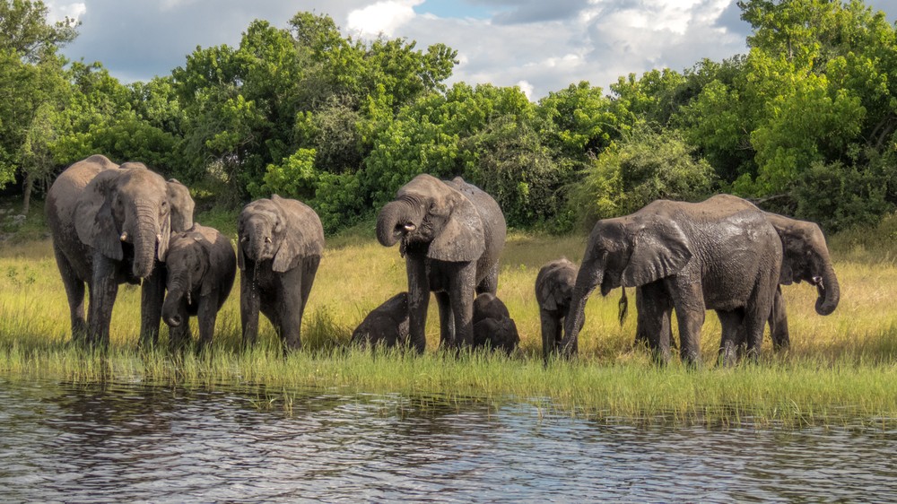 Elephants On Chobe Riverfront