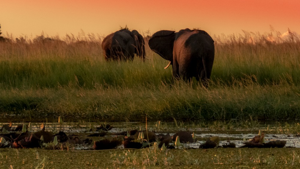 Elephants at Sunset, Chobe