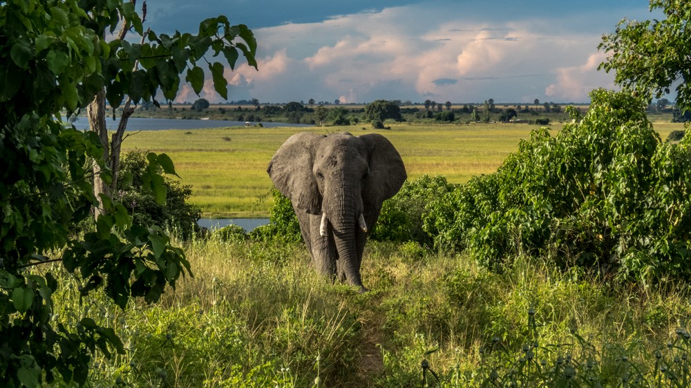 Elephant, Chobe