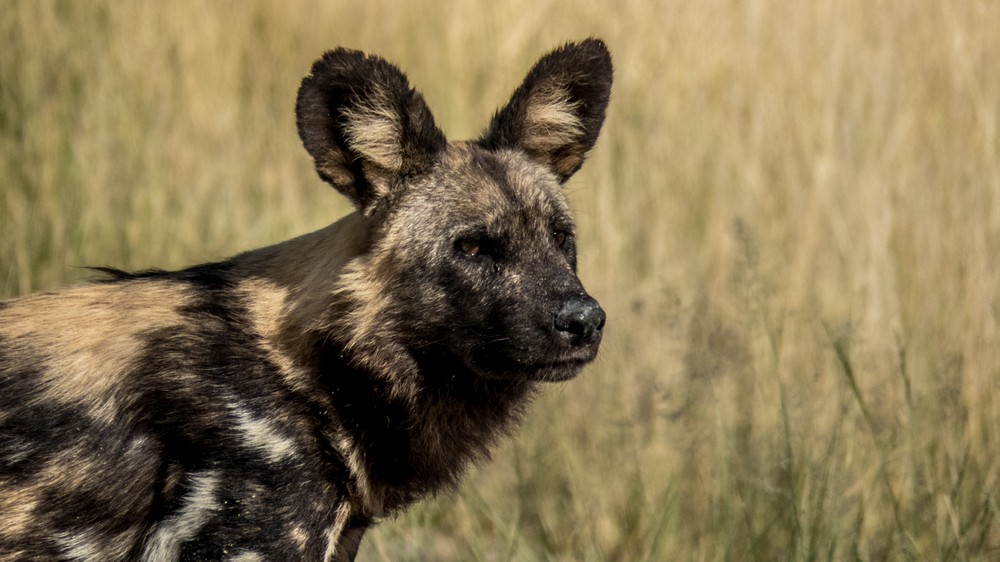 Wild Dog, Okavango Delta