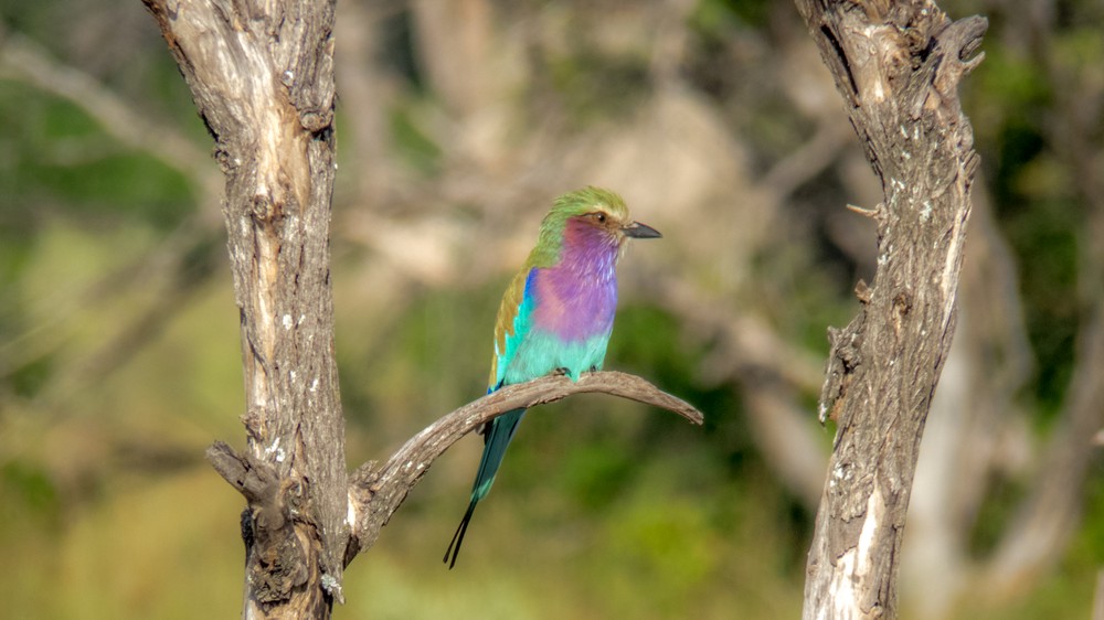 Lilac-Brested Roller