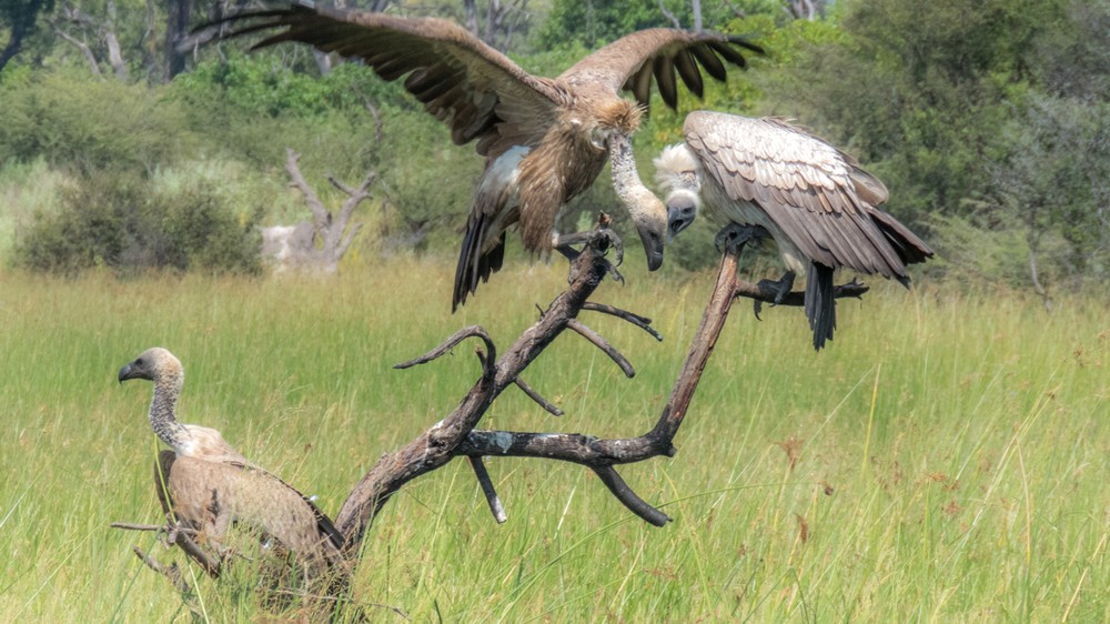 Vultures, Okavango Delta