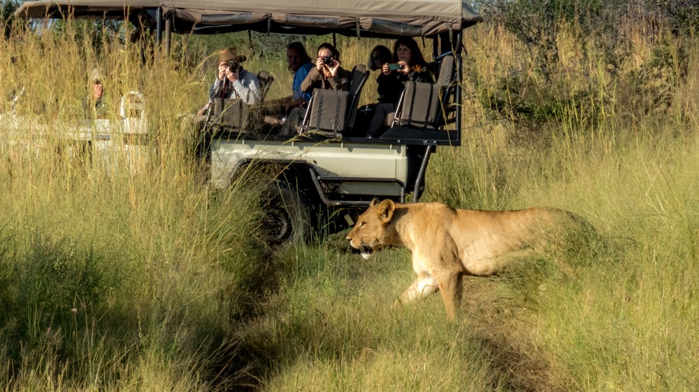 Lioness & Game Vehicle, Okavango Delta