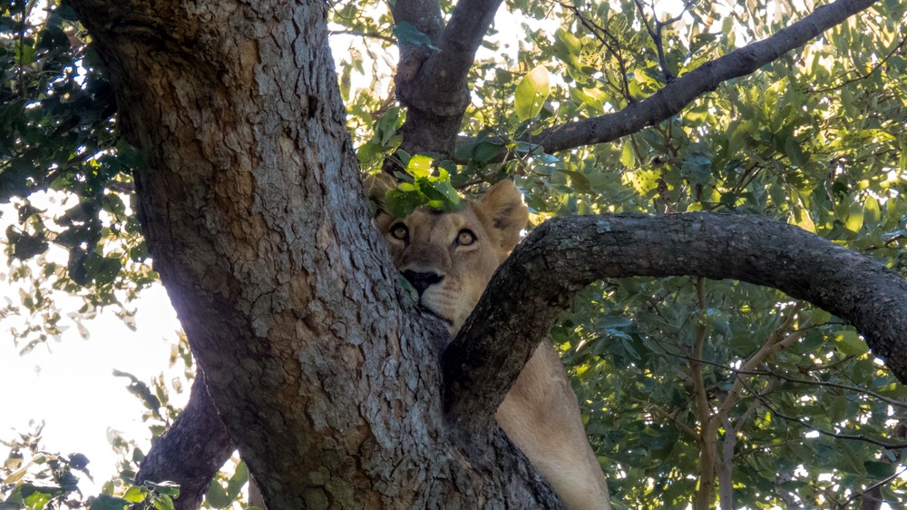 Lion Up A Tree, Okavango Delta