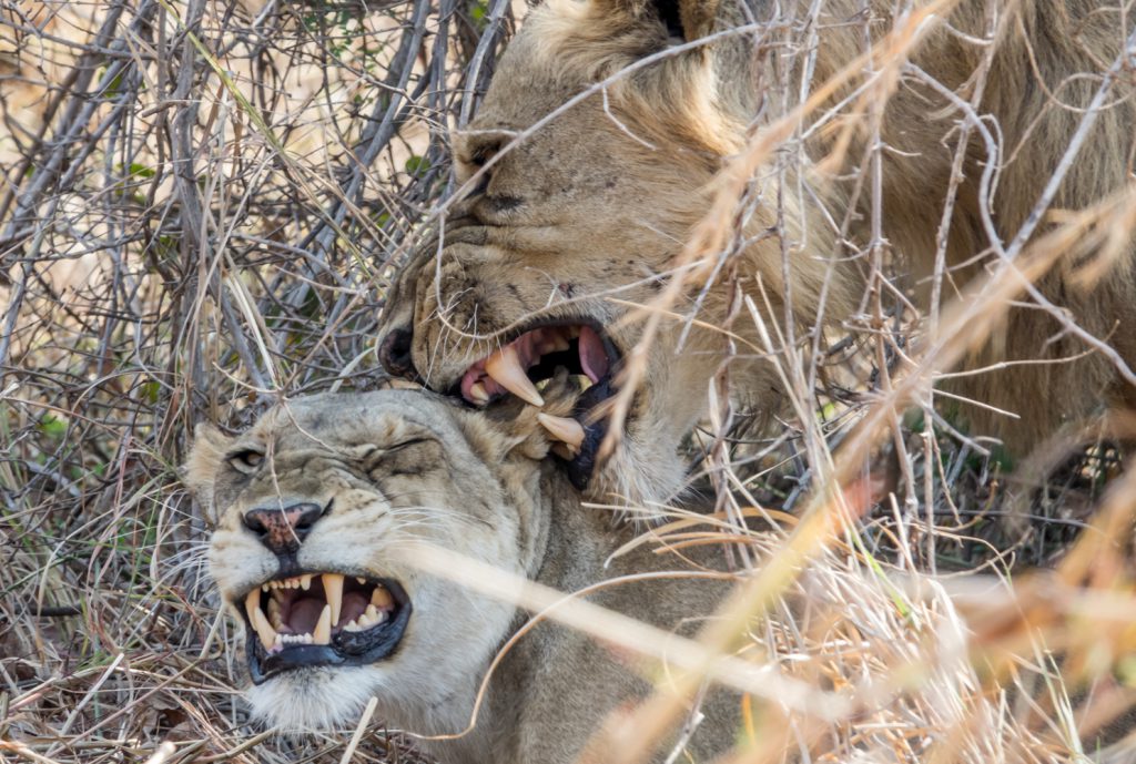 Lions mating, South Luangwa, Zambia