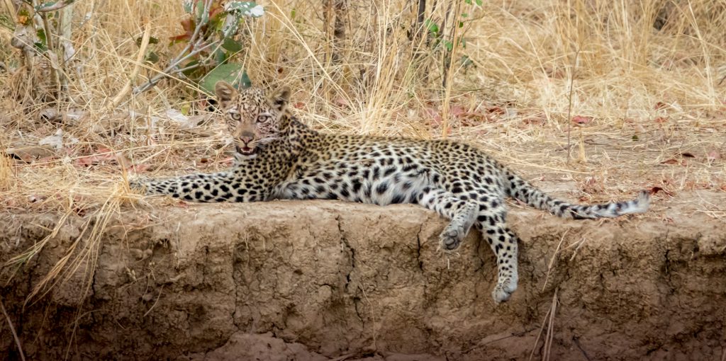 Young leopard, Zambia