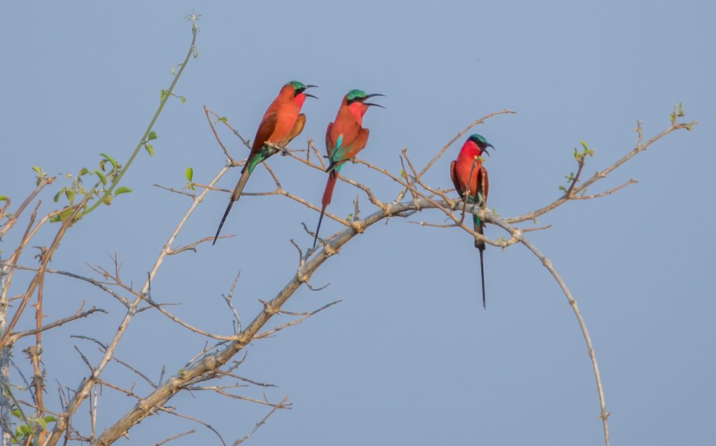 Carmine Bee-eaters, South Luangwa National Park