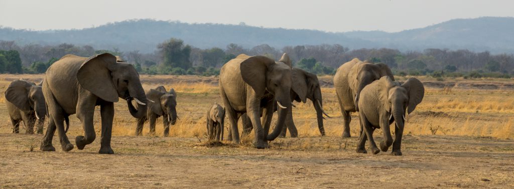 Elephant Herd On the Move, South Luangwa, Zambia