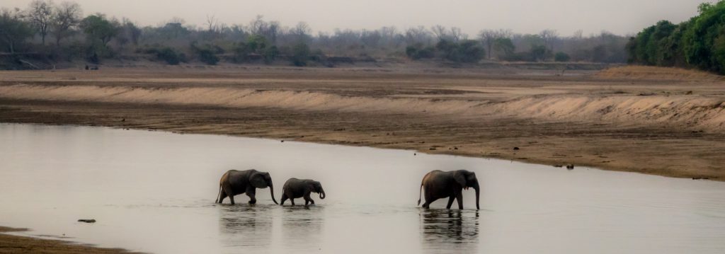 Elephants Crossing The Luangwa River