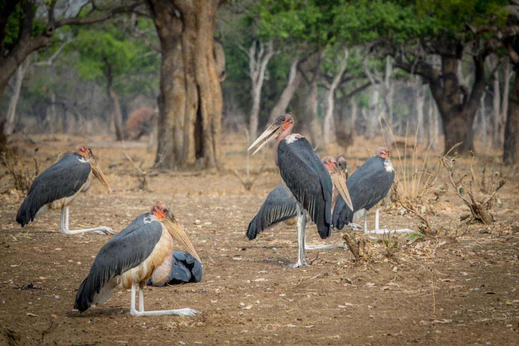 Spooky looking Marabu Storks, Zambia