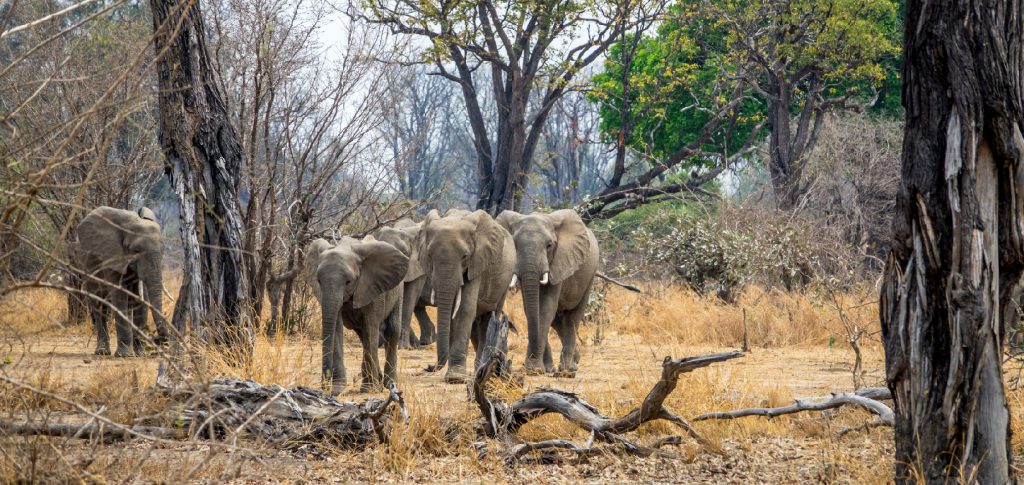 Elephants emerge from the forest, South Luangwa, Zambia