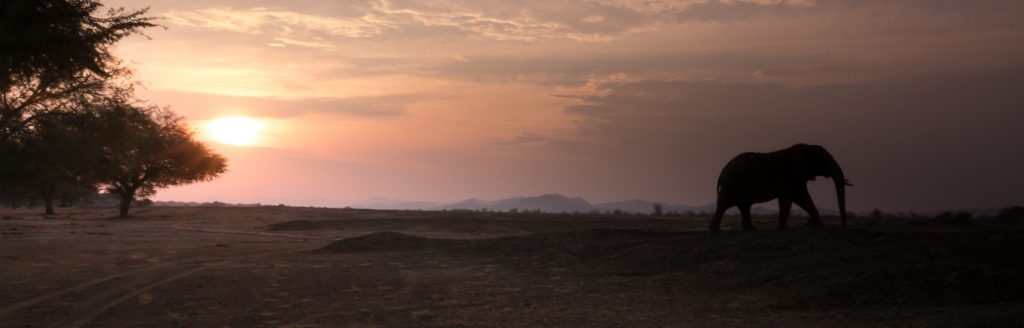 Elephant at sunset, Lower Zambezi National Park