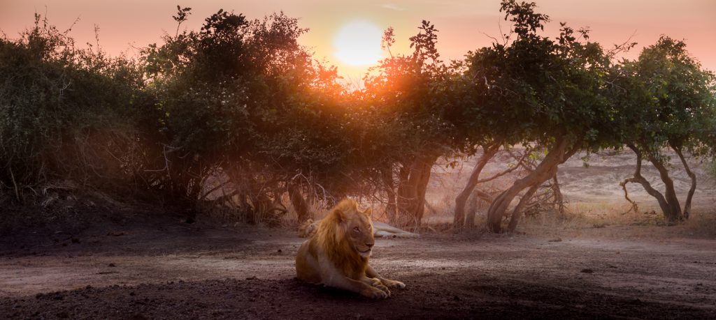 Male lion at sunset, Lower Zambezi, Zambia