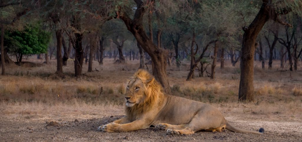 Lion in from of the winter thorn forest, Elephant at sunset, Lower Zambezi, Zambia