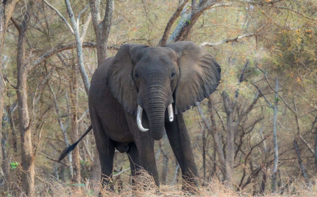 Elephant on the river bank, Lower Zambezi National Park