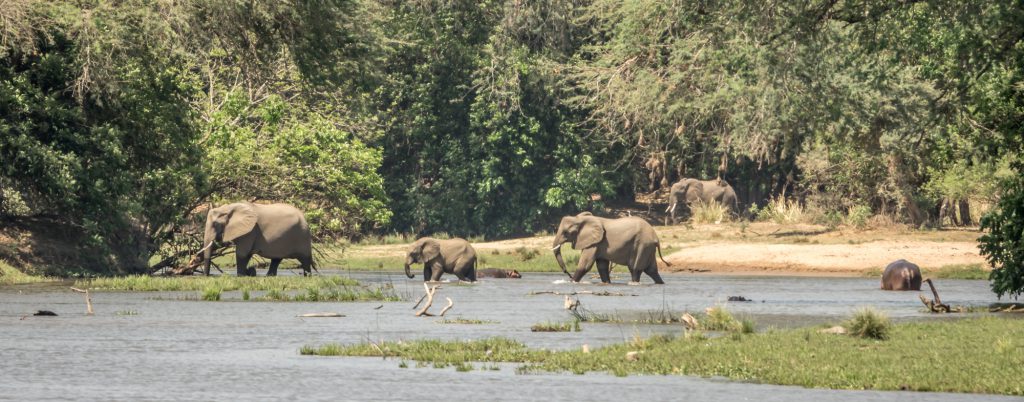 Elephants crossing shallow river